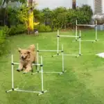 Saut d'obstacles agilité pour chien
