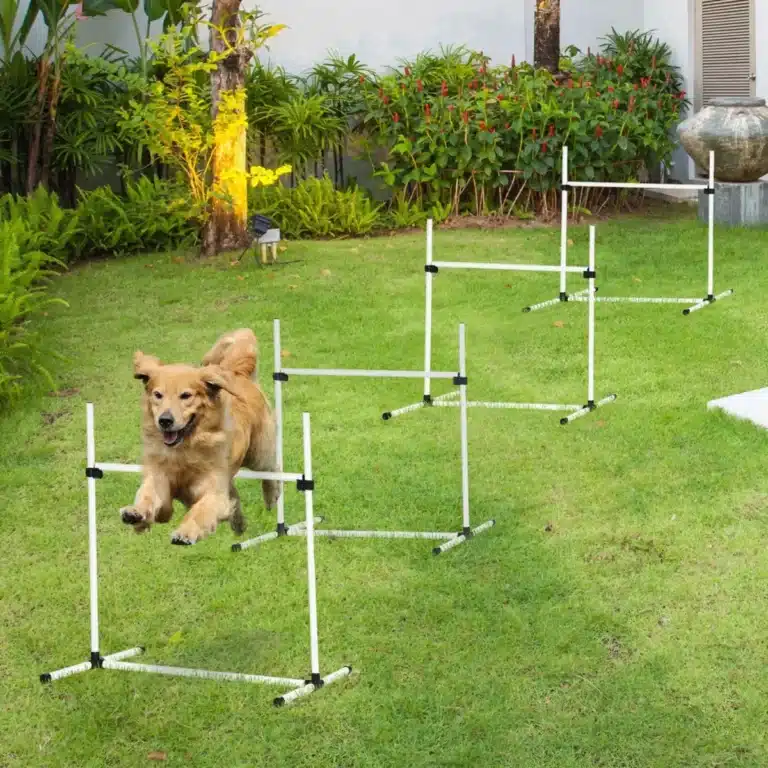 Saut d'obstacles agilité pour chien